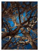 Tapis Liquid Maple / 400 x 300 cm - Moooi Carpets bleu