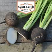La Ferme Sainte Marthe - Radis Noir Gros Rond D'hiver - 1000 graines