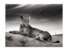 Papier peint - une lionne en noir et blanc 250x193