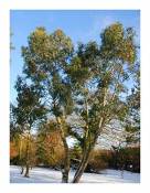 Eucalyptus pauciflora subsp. niphophila - Neige Eucalyptus