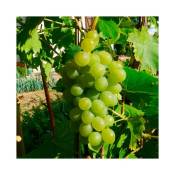 Javoy Plantes - Vigne 'Ampelia® Perdin' vitis vinifera