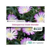 Leaderplantcom - 50 Delosperma Violet en godet pour une surface de 8m²