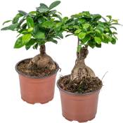 Bloomique - Ficus 'Ginseng' - Bonsai lot de 2 - Plante