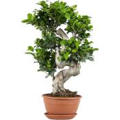 Bloomique - Ficus microcarpa 'Ginseng' en forme de