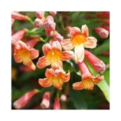 Javoy Plantes - Bignone 'Tangerine Beauty - bignonia