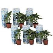 Plant In A Box - Hydrangea bicolor 'Bavaria Bleu' - Hortensia - Set de 6 - ⌀9cm - Hauteur 25-40cm - Bleu