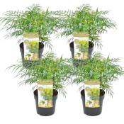 Plant In A Box - Mahonia 'Douce caresse' - Set de 4 - Rustique -12°C - Pot 13cm - Hauteur 30-40cm - Jaune
