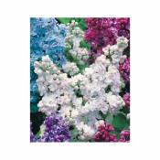 Lilas double blanc Willemse