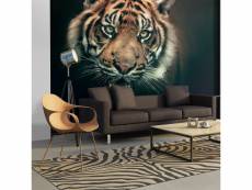 Papier peint - tigre du bengale [250x193]