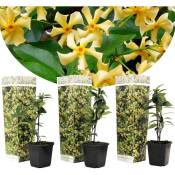 Plant In A Box - Jasmin de Toscane - Set de 3 - Jaune - Pot 9cm - Hauteur 25-40cm - Jaune