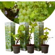 Plant In A Box - Plants de Raisin - Set de 3 - Vitis Vinifera - Blanc - Pot 9cm - Hauteur 25-40cm - Blanc