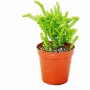 Plante succulente - Crassula lycopodioides - queue de souris - en pot de 5,5 cm