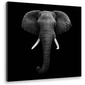 Tableau animaux elephant noir et blanc ivoire - 50x50