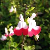 Pepinières Naudet - 2 Sauges 'Hot Lips' (Salvia Microphylla