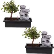 Plant In A Box - Bonsaï avec système d'eau - Pierres zen - Set de 2 - Hauteur 25-35cm - Vert