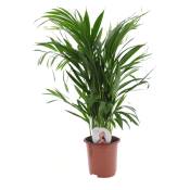 Plant In A Box - Dypsis Lutescens - Areca Palmier D'or - Pot 17cm - Hauteur 60-70cm - Vert