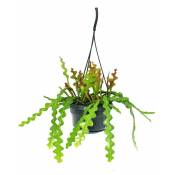 Exotenherz - Epiphyllum anguliger - Sabre-cactusim - Crocodile-queue-cactus - Pot à feux 14cm