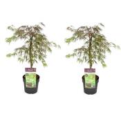 Plant In A Box - Acer palmatum 'Inaba-shidare' - Set de 2 - Erable - Pot 13cm - Hauteur 30-40cm - Vert