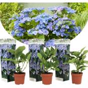 Plant In A Box - Hortensia 'Teller' hydrangea - Set