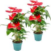 Bloomique - 2x Anthurium 'Aristo' Red– Flamingo Plant - Plante d'intérieur - Facile d'entretien - ⌀12 cm - ↕30-40 cm