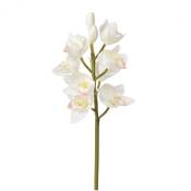 Orchidée Cymbidium H62