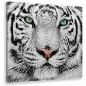 Tableau animaux tigre blanc du bengale - 50x50 cm -