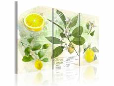 Paris prix - tableau imprimé "fruit : lemon" 40 x
