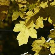 Erable Champêtre (Acer Campestris) - Godet - Taille