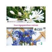 Leaderplantcom - Duo d'Agapanthes naines - lot de 2