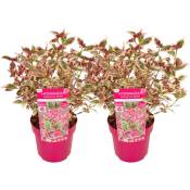 Plant In A Box - Hydrangea 'Euphorbia Pink' - lot de