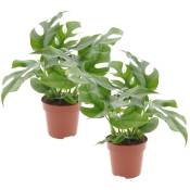 Plant In A Box - Monstera Minima - Set de 2 - Pot 12cm - Hauteur 20-30cm - Vert