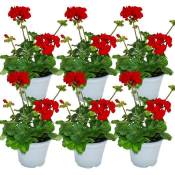 Géraniums debout - Pelargonium zonale - pot 12cm - set de 6 plantes - rouge foncé