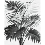 Poster Palmi en papier 40 x 50 cm - Noir
