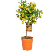 Bloomique - Citrus mitis 'Calamondin' - Mandarinier