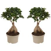 Bonsaï Ficus Ginseng - Set de 2 - Pot 12cm - Hauteur 30-40cm - Vert