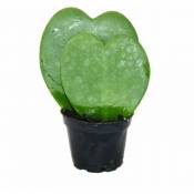 Exotenherz - Hoya kerii - plante feuille coeur, plante coeur ou petite chérie - double coeur en pot de 6cm