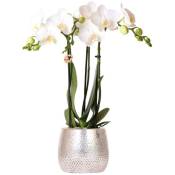 Kolibri Orchids - orchidée Phalaenopsis blanche -