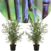 Plant In A Box - Fargesia Gansu - Set de 2 - Bambou non invasif - Pot 17cm - Hauteur 50-70cm - Vert