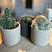 Serres Desrumaux - Lot 3 Cactus en pot de 8 cm (b).