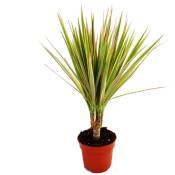 Dragonnier - Dracaena marginata Bicolor - 1 plante - plante d'intérieur facile d'entretien - purifiant l'air - pot de 12cm - Exotenherz