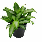 Exotenherz - Murdannia loriformis 'Bright Star' - plante d'intérieur basse - pot de 12cm