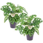 Plant In A Box - Monstera Monkey-Mask - Set de 2 - ⌀ 12cm - Hauteur 20-30cm - Vert