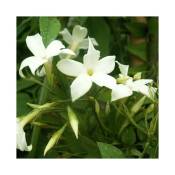 Javoy Plantes - Jasmin blanc officinal jasminum officinalis 1,5L