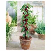 Mini-cerisier Sylvia - Le pot de 9 cm. Hauteur livrée 40-70 cm - Willemse