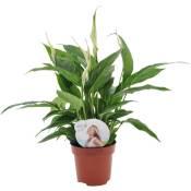 Plant In A Box - Spathiphyllum 'lys de la paix' - Pot 12cm - Hauteur 30-45cm - Blanc