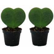 Set de 2 plantes Hoya kerii - feuille de coeur, plante