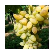 Javoy Plantes - Vigne 'Cornichon Blanc' - vitis vinifera