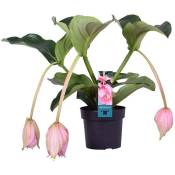 Medinilla magnefica – Fleur en spray – Plante d'intérieur