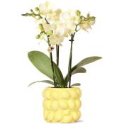 Orchidée phalaenopsis jaune - Mexique - taille de