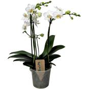Plant In A Box - Phalaenopsis Multiflora - Orchidée Blanc - Pot 12cm - Hauteur 35-45cm - Blanc